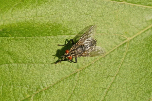 One Gray Fly Sits Green Leaf Plant Summer Park — Stock Photo, Image