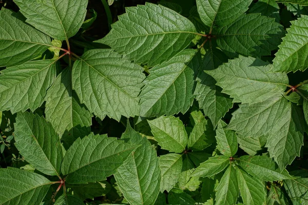 natural plant texture of green leaves of wild plants with branches in summer nature