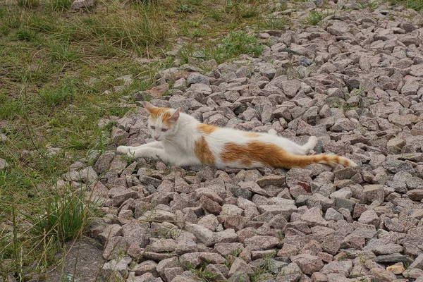 One Big Spotted Cat Lies Gray Rubble Green Grass Street — Stock fotografie
