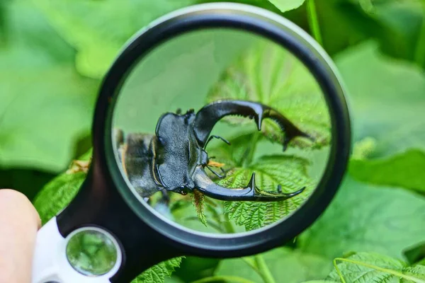 a magnifying glass in hand magnifies a large black insect beetle deer on a green plant in nature