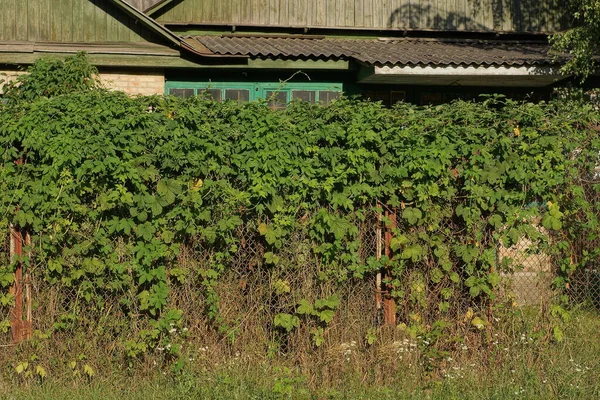 Part Old Iron Brown Rusty Mesh Fence Wall Overgrown Green — Fotografia de Stock