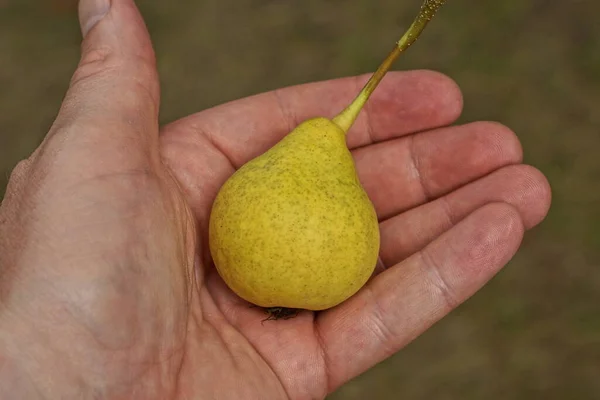 One Yellow Ripe Pear Lies Open Palm Hand — Foto Stock