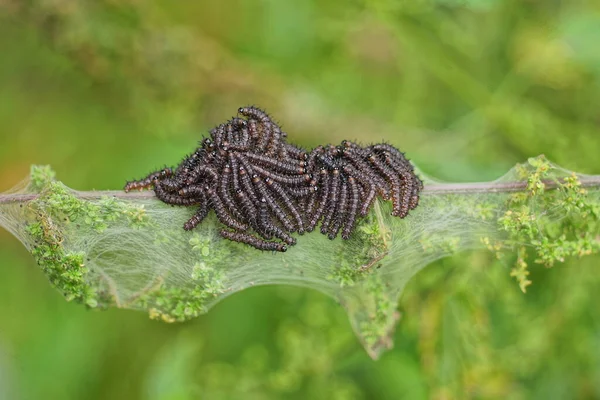 Many Small Black Gray Caterpillars Green Leaf Plant White Cobweb — Stock Fotó