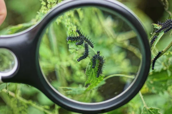 Magnifying Glass Hand Magnifies Black Caterpillars Green Leaf Wild Plant — Stockfoto