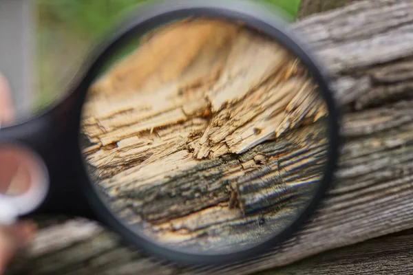 Magnifying Glass Hand Magnifies Part Old Brown Wooden Rotten Board — Zdjęcie stockowe