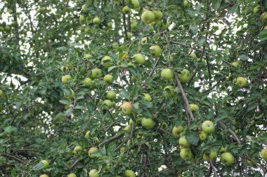 many green apples on tree branches with leaves in a summer garden