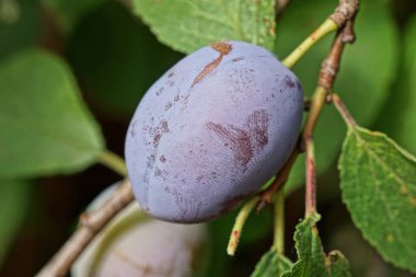 one blue ripe plum on a branch with green leaves in summer nature