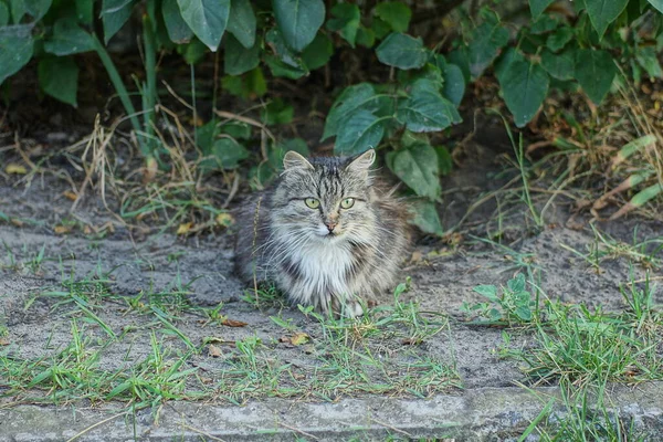 One Big Gray Fluffy Cat Sits Outdoors Ground Green Grass — Foto Stock