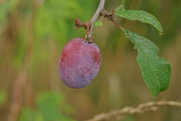 One Ripe Blue Red Plum Branch Green Leaves Tree Summer — Fotografia de Stock