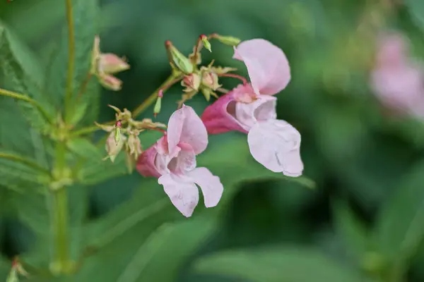 Two Small Pink Flowers Green Vegetation Summer Garden — ストック写真