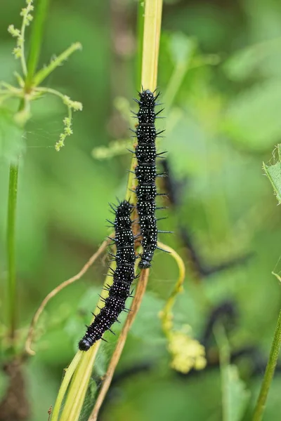 Two Black Caterpillars Sit Yellow Plant Stem Green Vegetation Nature — Stock fotografie