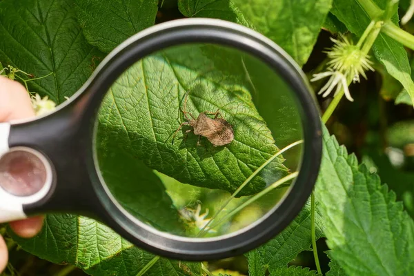 a black magnifying glass in hand magnifies a gray beetle on a green leaf of a plant in nature