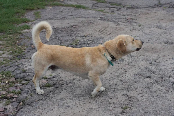 One Big Brown Dog Stands Barks Aggressively Gray Ground Street — Stockfoto