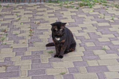 one big black stray cat sits on a gray brown pavement in the street