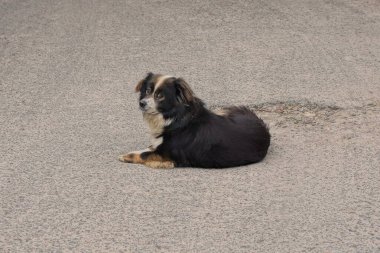 one small fluffy stray dog lies on the gray asphalt of the road on the street