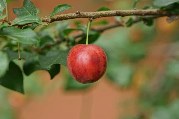 One Red Ripe Plum Branch Green Leaves Summer Garden — Stock fotografie