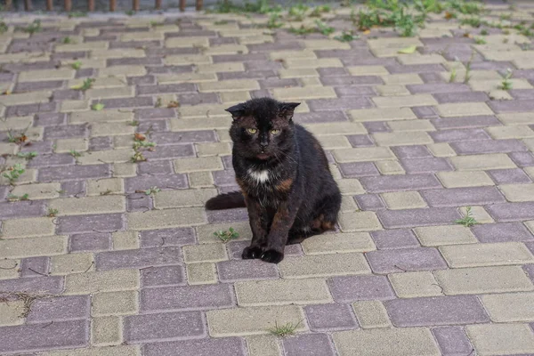 One Big Black Stray Cat Sits Gray Brown Pavement Street — Photo