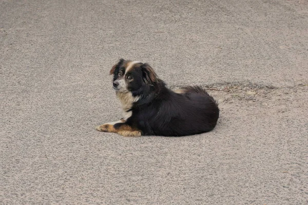 one small fluffy stray dog lies on the gray asphalt of the road on the street