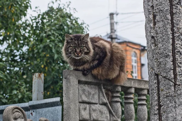 One Big Gray Fluffy Cat Sits Concrete Wall Fence Street — Zdjęcie stockowe