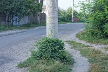 one gray concrete pillar overgrown with green grass and vegetation on the street near the asphalt road