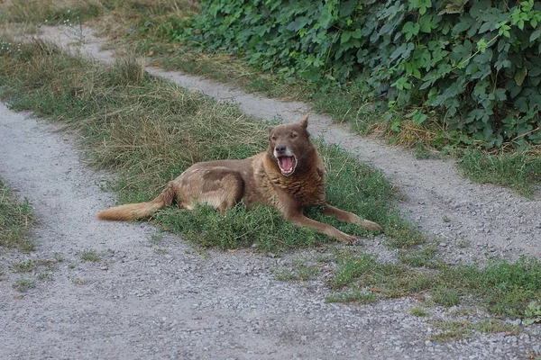 One Big Brown Dog Lies Yawns Green Grass Gray Ground — Fotografia de Stock