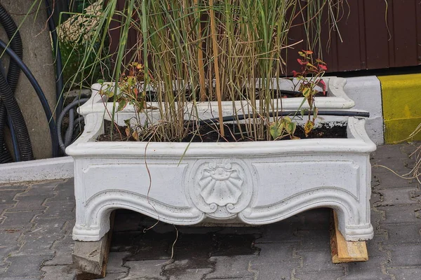 One White Concrete Flowerpot Long Ornamental Plants Stands Gray Sidewalk — Stockfoto