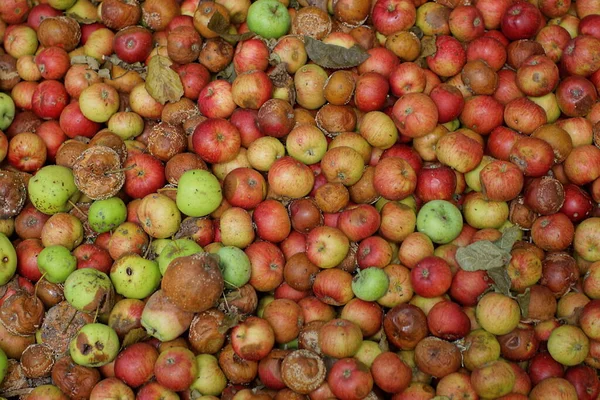 Natural Vegetative Texture Green Red Rotten Apples Heap — Zdjęcie stockowe