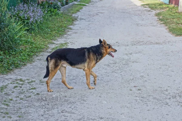 one big brown black dog stands on the street on the gray ground