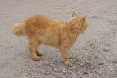 one red cat stands on the street on gray sand