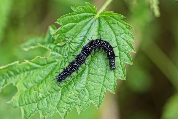 One Black Caterpillar Sits Green Leaf Nettle Plant Nature — Stockfoto