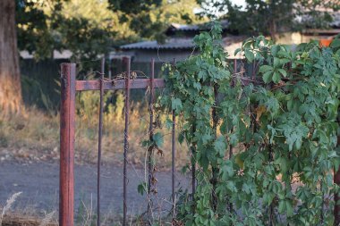 part of a brown metal fence wall made of iron bars overgrown with green vegetation on a summer street