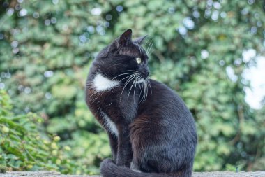 Bir siyah kedi oturur ve yeşil bitki örtüsünün arka planında caddeye bakar.