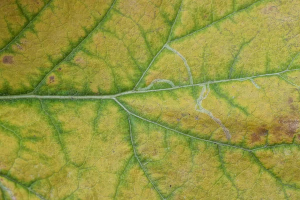 Green Yellow Vegetative Texture Piece Dry Large Leaf Burdock — Zdjęcie stockowe