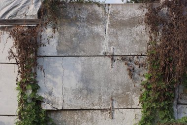 Gri beton bloklardan oluşan çit sokakta kurumuş ve yeşil bitki örtüsüyle kaplanmış.