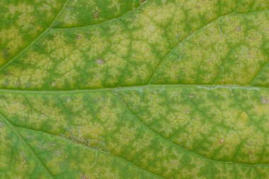 sarı yeşil bitkisel doku büyük bir yaprağın dulavratlı bir parçasından