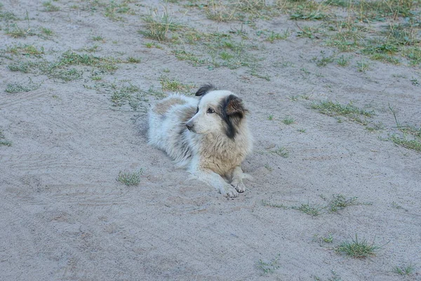 One Spotted Stray Dog Lies Looks Gray Sand Green Grass — Stock Photo, Image