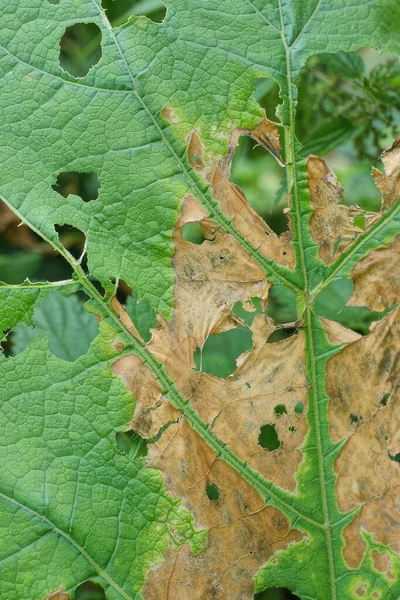 破れた穴のある古いゴボウの緑の茶色の葉からの自然な植物の質感 — ストック写真