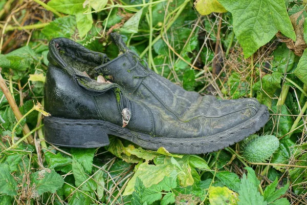 Sapato Couro Sujo Velho Preto Encontra Nas Folhas Verdes Plantas — Fotografia de Stock