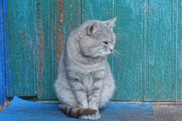 一只灰色的大猫坐着 看着靠近绿色墙壁的蓝色地板 — 图库照片