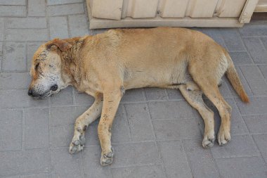 Büyük, kahverengi, yaşlı, başıboş bir köpek, sokaktaki gri kaldırımda uzanıyor ve uyuyor.