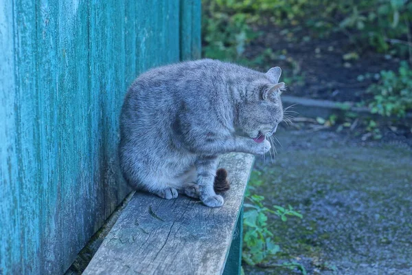 Jeden Szary Kot Siedzi Liże Łapę Myje Się Ławce Pobliżu — Zdjęcie stockowe