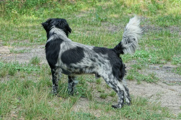 Ein Großer Schwarz Grauer Hund Steht Grünen Gras Der Natur — Stockfoto