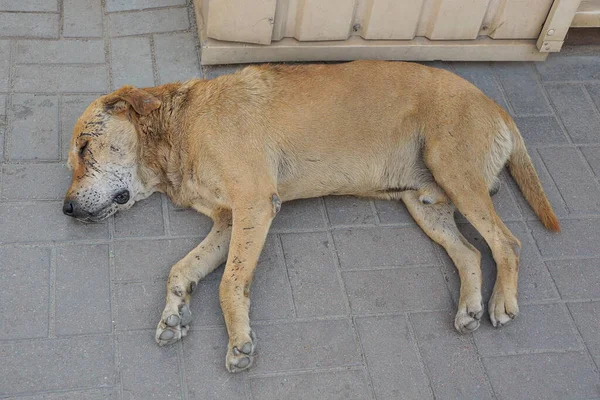 Grande Cão Vadio Velho Marrom Mente Dorme Pavimento Cinza Rua — Fotografia de Stock