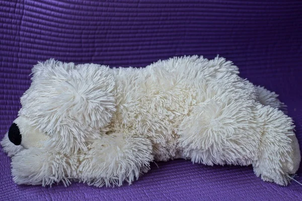 Один Большой Белый Шерстяной Медведь Лежит Фиолетовом Столе — стоковое фото
