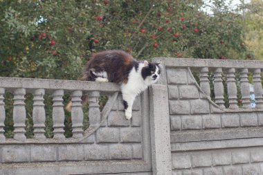 Büyük, tüylü, benekli bir kedi sokağın gri beton duvarında oturuyor.