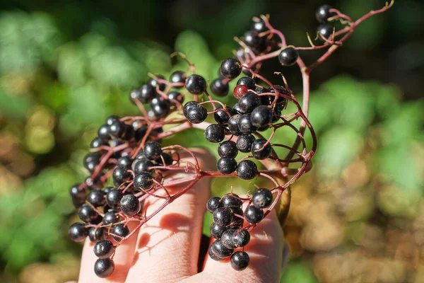 Hand Håller Gren Med Små Svarta Fläderbär Grön Bakgrund Naturen — Stockfoto