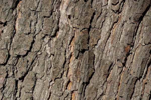 Natural Wooden Texture Pattern Gray Poplar Tree Bark — Foto Stock