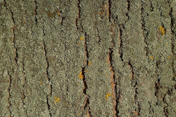 Graugrüner Hintergrund Aus Der Getrockneten Rinde Eines Großen Alten Baumes — Stockfoto