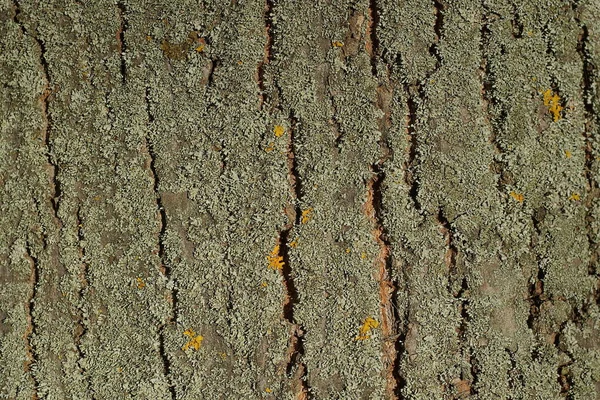 Grijze Groene Achtergrond Van Gedroogde Schors Van Een Grote Oude — Stockfoto