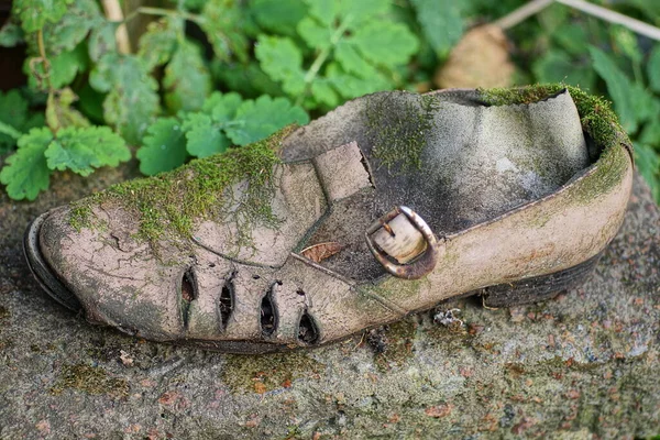 Spazzatura Una Vecchia Pelle Sporca Strappata Sandalo Marrone Ricoperto Muschio — Foto Stock